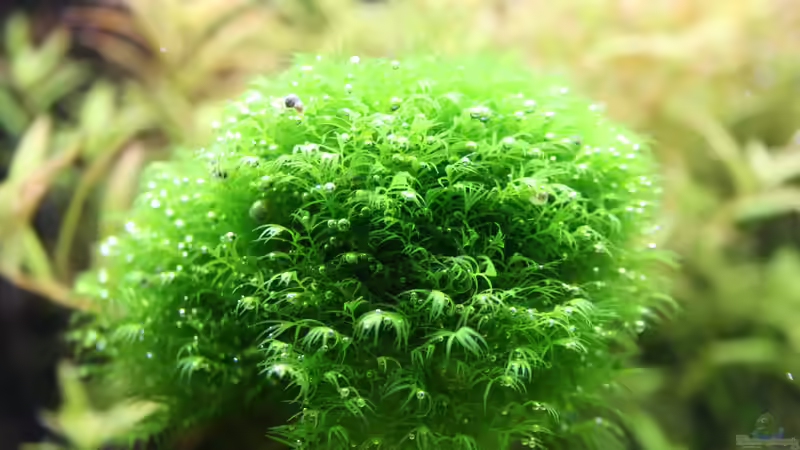 Fissidens fontanus von Susanne Axt (4)