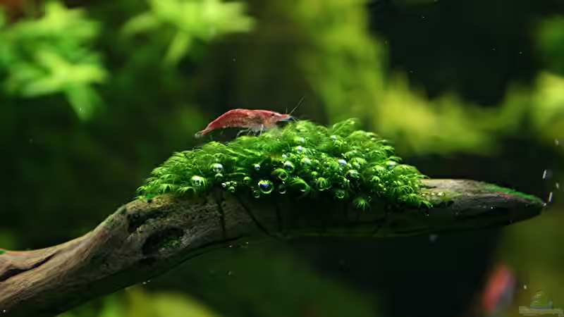 Fissidens fontanus von Tutti (5)