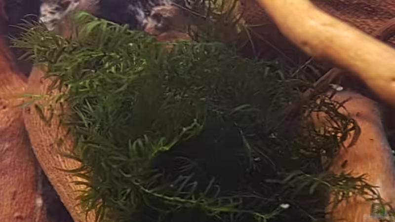 Fissidens fontanus von YoshiMaus (16)