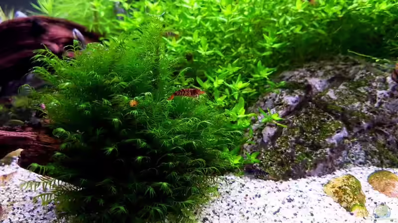 Fissidens fontanus von YoshiMaus (4)