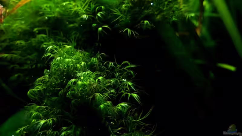 Fissidens fontanus von YoshiMaus (8)