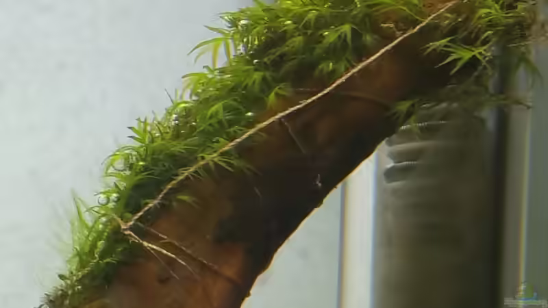 Fissidens Fontanus wächst sehr schön, leider auch die ersten Grünalgen von Dario (9)