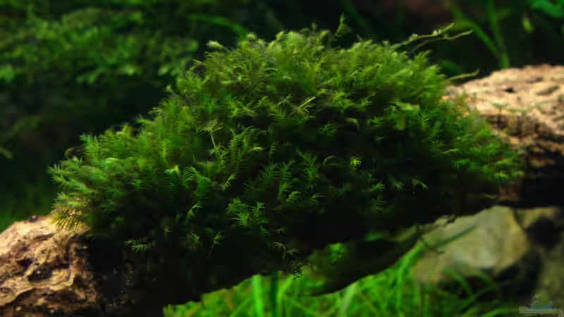 Fissidens geppi (Phoenixmoos) von Marcel Reiter (7)