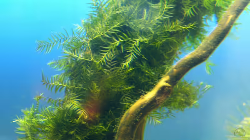 Fissidens-Moos frisch auf eine Wurzel gebunden - 17.07.2011 von bergfrau (33)