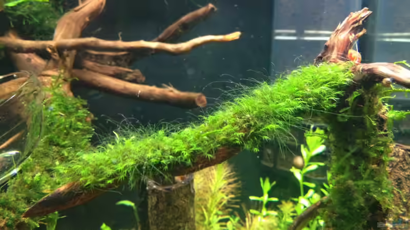 Fissidens spec. mini (leider mit algen) von Walde (39)