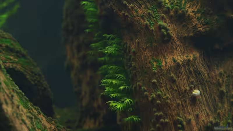 fissidens( von selber hier angesiedelt) von Pseudomugil (20)