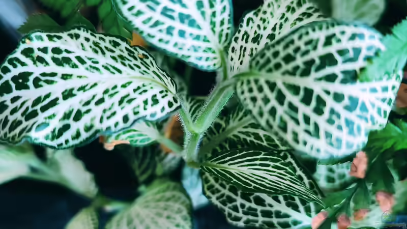 Fittonia albivenis (Lindl. ex Veitch) Brummitt / Silbernetzblatt.