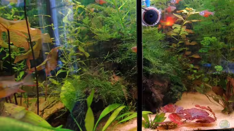 Flache Wurzel 21.03.2008, komplett mit Javamoos zugewachsen. von WSS (15)