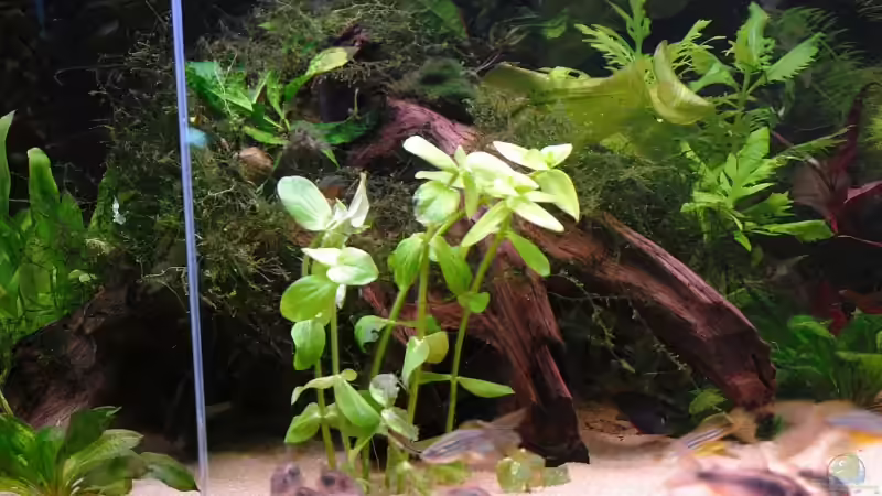 flache Wurzel auf der linken Seite. Sie bildet 2 Höhlen für die Welse. von WSS (19)