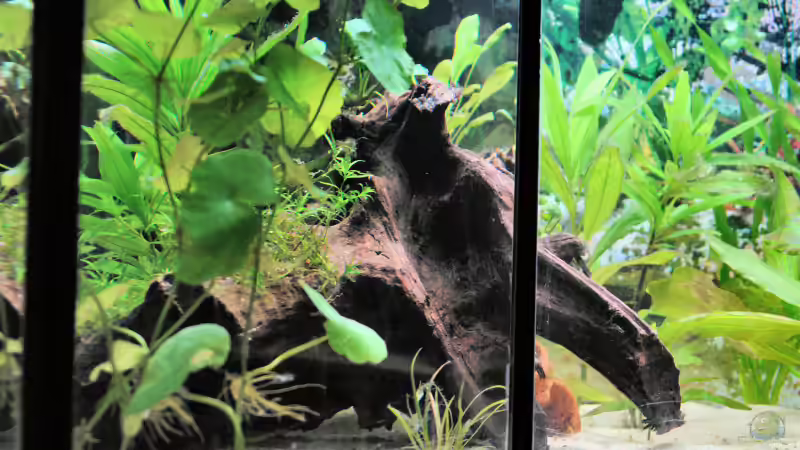 Flache Wurzel im Juli 2007. von WSS (16)