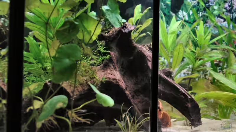 Flache Wurzel im Juli 2007 noch im alten Becken. von WSS (20)