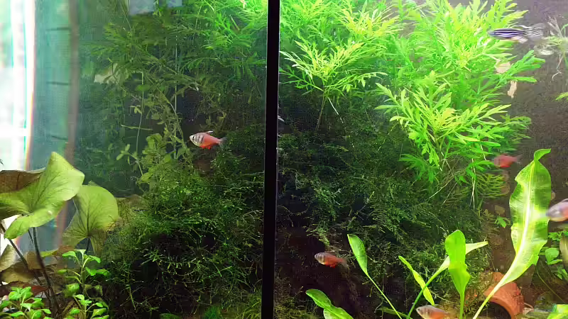 flache Wurzel mit Javamoos 22.06.08. Dahinter Indischer Wasserwedel. von WSS (18)