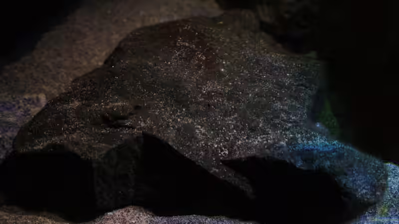 Flacher echter Basaltstein in der linken Beckenhälfte,dient als Paarungsplatz für von Florian Bandhauer (50)