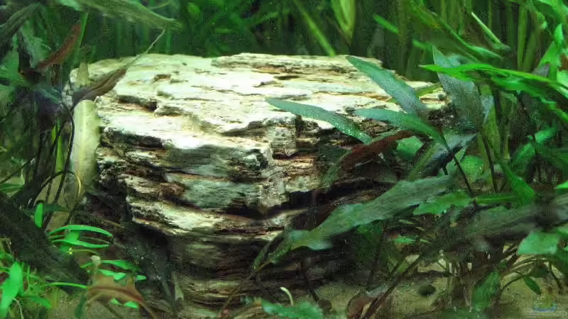 flacher Pagodenstein - in der Mitte des Beckens von Bämbel (29)