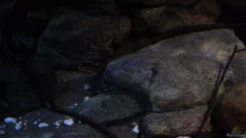 Flaches Modul davon mehrere am Boden verteilt dienen als Verstecke und Durchgänge von Florian Bandhauer (40)