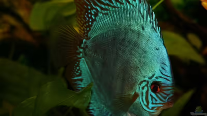 Flächentürkis Bock von Steffen Rübsam (23)