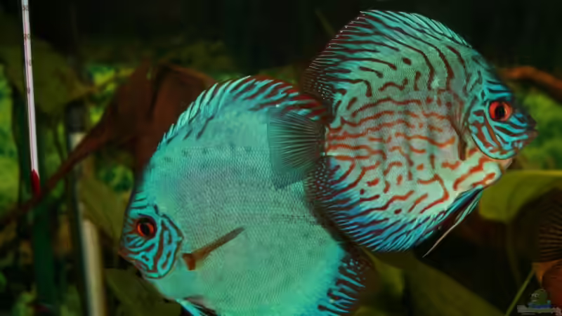 Flächentürkis und Brillandtürkis von Steffen Rübsam (22)