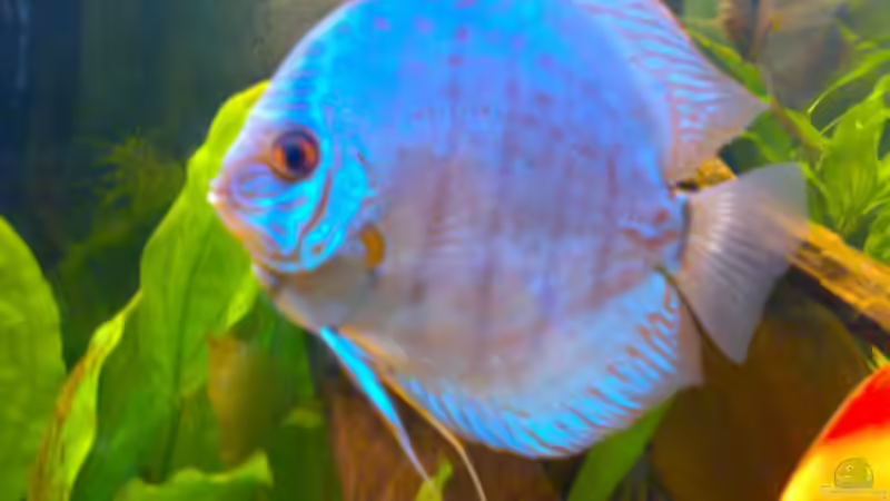 Flächentürkis von Amazonasbecken.eu (31)