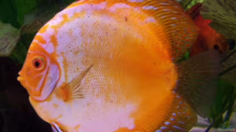 Flächig Rot Mann von Stefan Arenth (18)