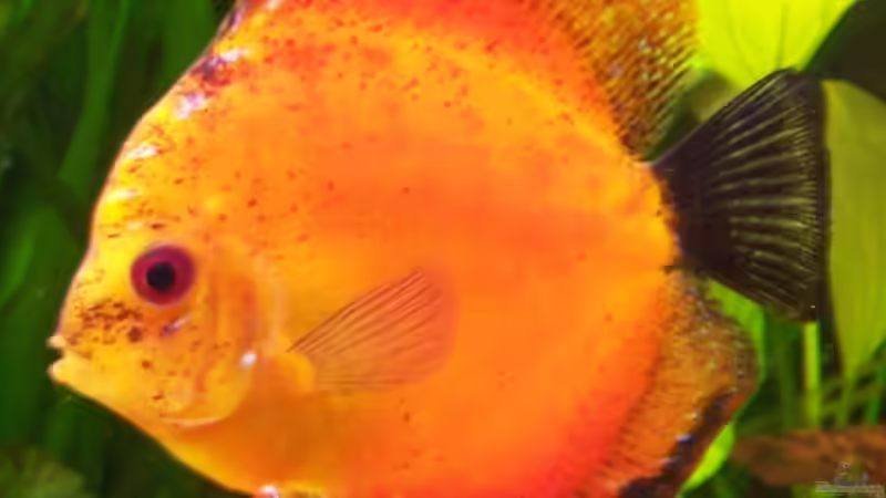 Flächig Rot Weibchen von Stefan Arenth (24)