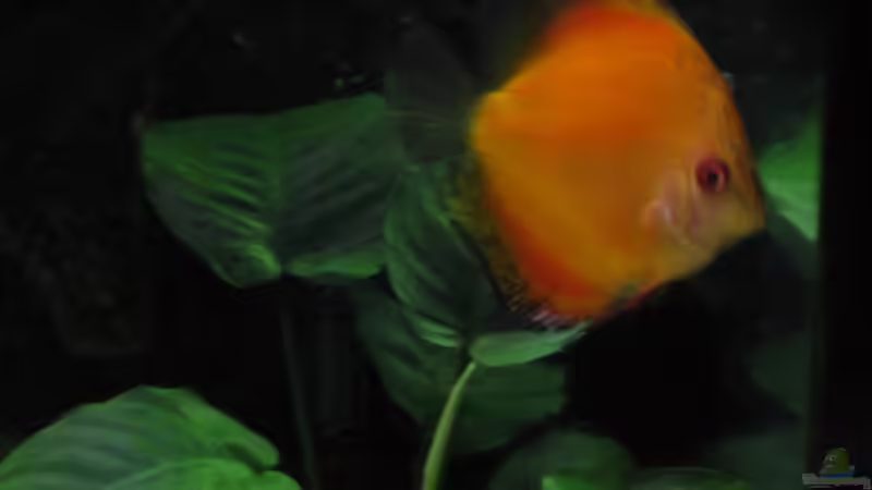 Flächig X feuerrot von Korbi (36)