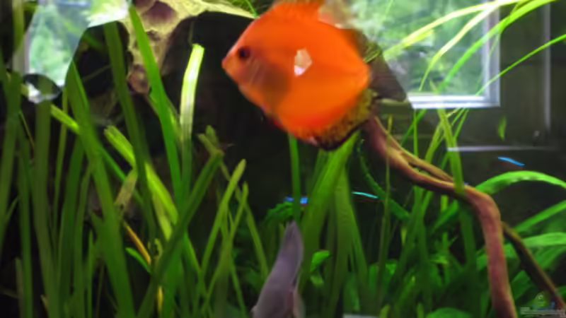 Flächig X feuerrot von Korbi (43)