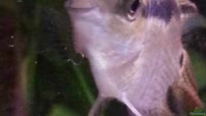 Flaggen Buntbarsch von Zomic (16)