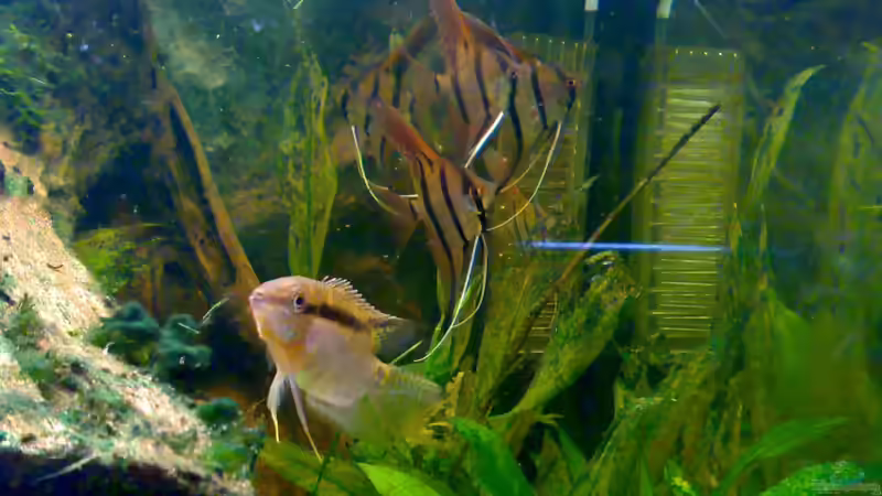 Flaggenbuntbarsch mit Altums von Amazonasbecken.eu (14)