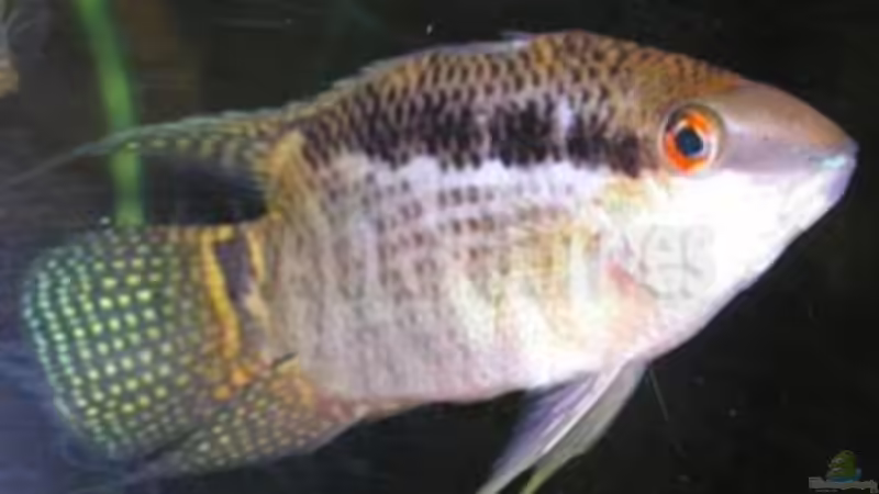 Aquarien mit Mesonauta festivus (Flaggenbuntbarsch)