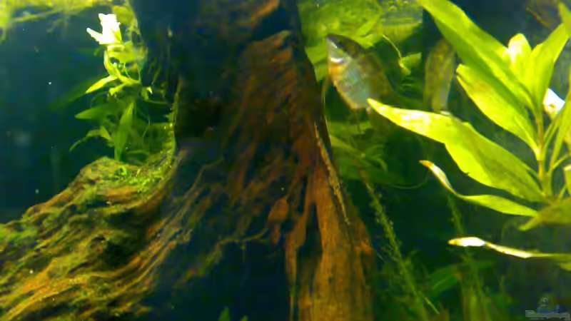 Aquarien mit Mesonauta (Flaggenbuntbarsch-Arten)