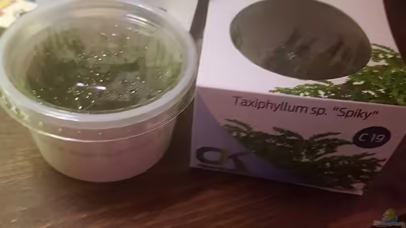 Flame moos & spiky moos , aufgebunden  von Aquarius1988 (32)