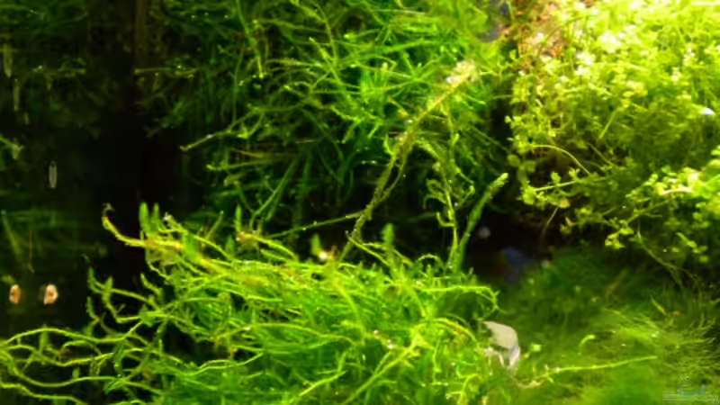 Flame und Javamoos von Marc Joist (12)