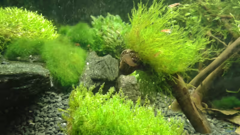 Flamemoos (nicht mehr drin)  von Gonnos (10)