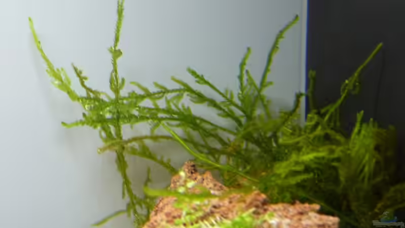 Flamemoos von Martin W. (10)