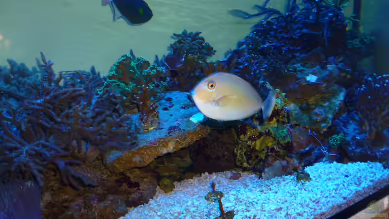 Flamingi und hinten mein Drücker von Norman Kutzner (8)