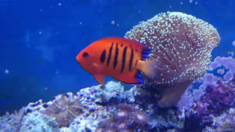 Flammen Zwergkaiserfisch __Centropyge loriculus von .uschi (27)