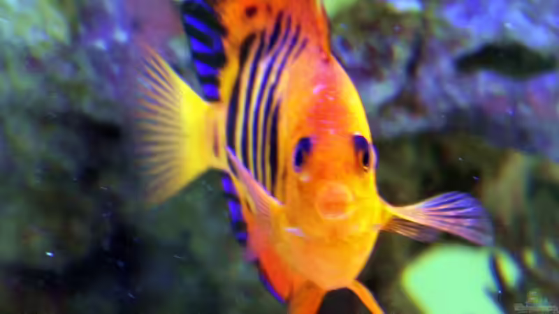 Flammenkaiserfisch von The_Lizardking (19)