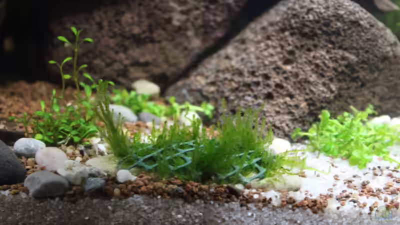 Flammenmoos 02.02.2015 von SouthAmerica (31)