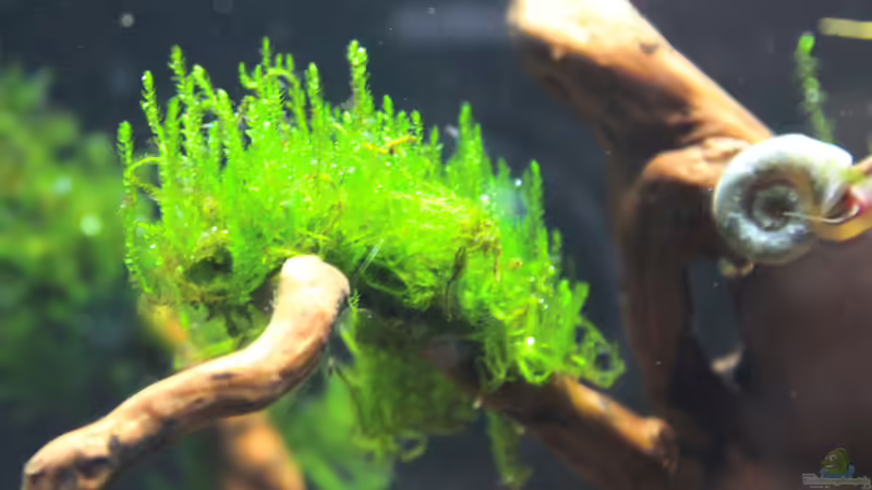 Flammenmoos 12.02.2015  von SouthAmerica (11)