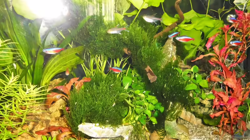 Flammenmoos auf Wurzel   Stand - 17.9 von odin 68 (136)