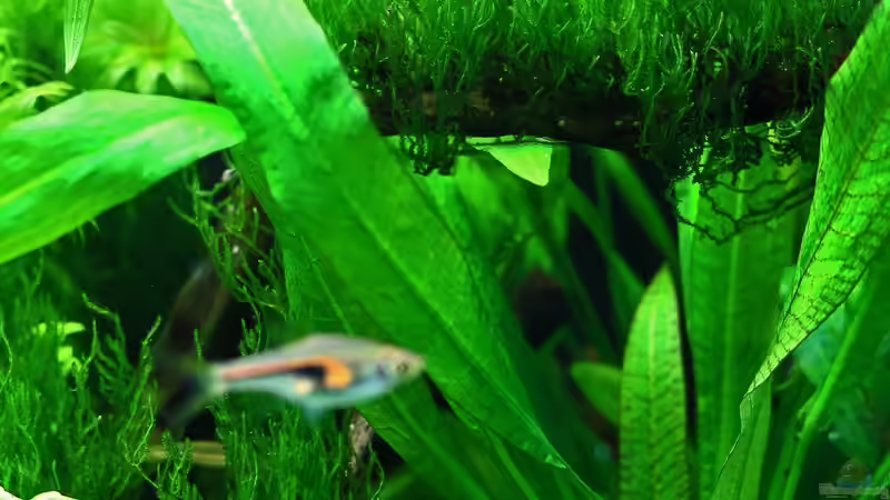 Flammenmoos auf Wurzel  17-05-2013 von Dirk F. (12)