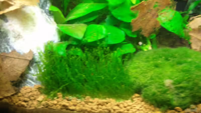 Flammenmoos eingesetzt 07.03.08 von Aquarienfreund44 (10)