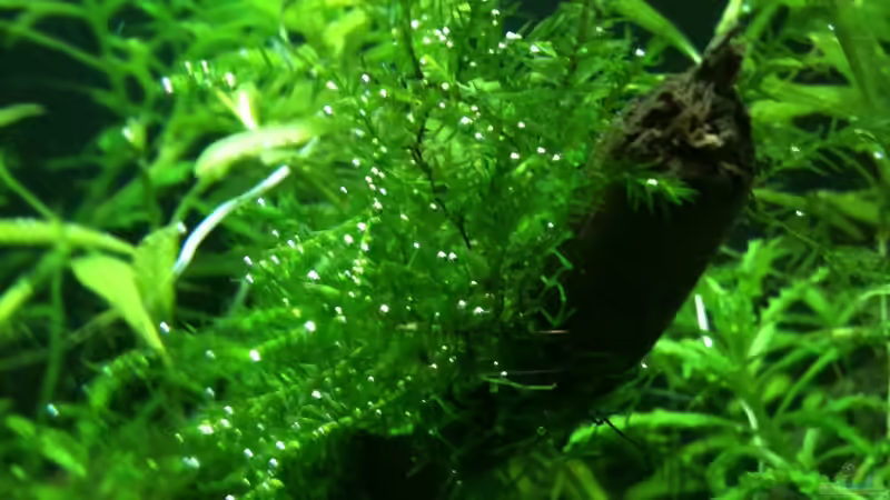 Flammenmoos mit Blasen von Tonistyle69 (5)