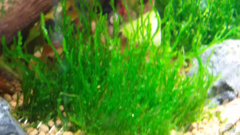 Flammenmoos von Aquarienfreund44 (7)
