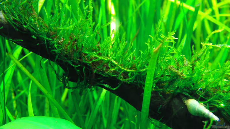 Flammenmoos von Dario (11)