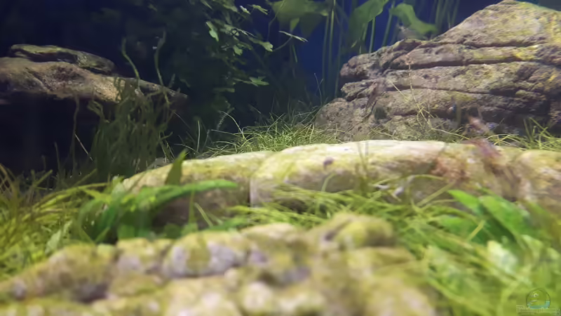 Flammenmoos von Der Nicky (39)