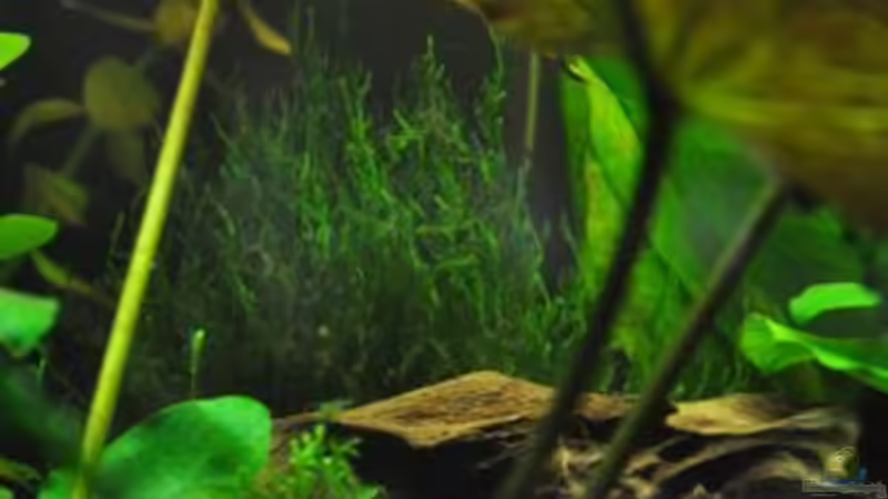 Flammenmoos von Garfield (10)