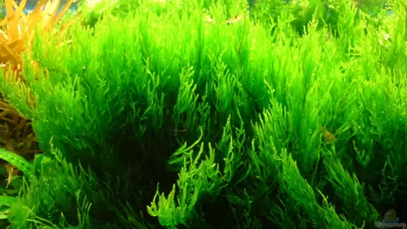 Flammenmoos von Katzenmutti (5)