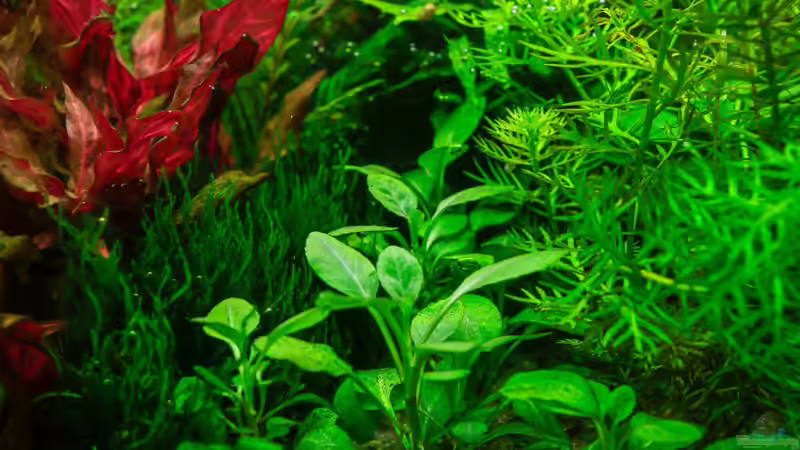 Flammenmoos von Ralf64 (28)