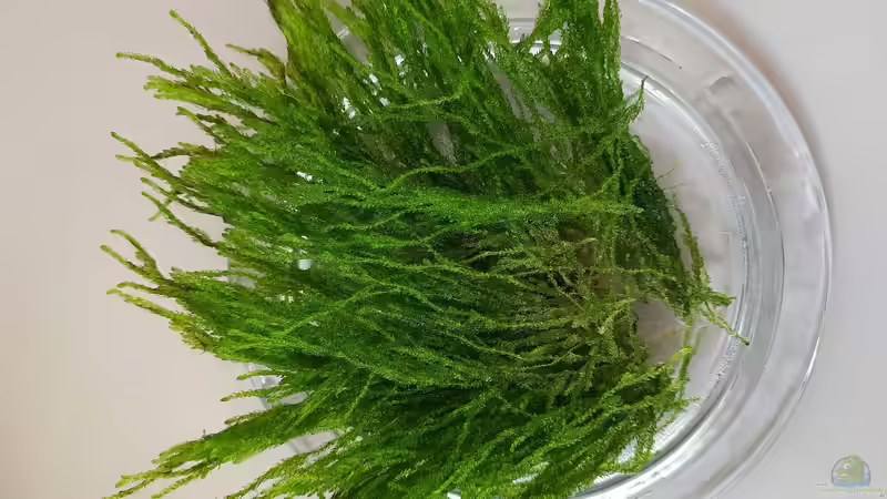 Flammenmoos von Sandro (7)